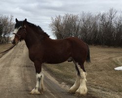 Deckhengst Willow Way Prozac (Clydesdale, 2015, von Calico Great Galaxy)