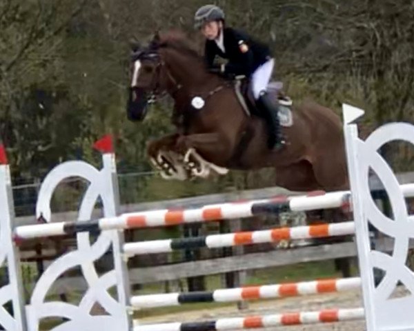 jumper Quantify (Irish Sport Horse, 2010, from Quantum)