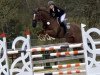 jumper Quantify (Irish Sport Horse, 2010, from Quantum)