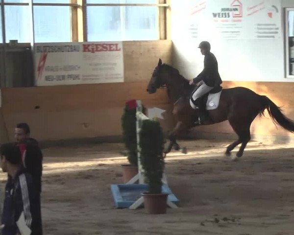 Springturnier Langenau 2016