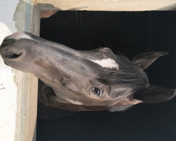 dressage horse Danceur Noir (Westphalian, 2016, from Dancier)