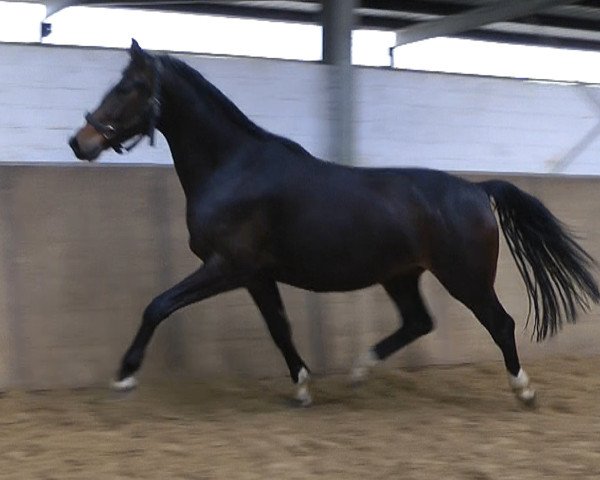 horse Dressage Royal x Laomedon (Westphalian, 2015, from Dressage Royal)