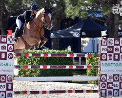 jumper Harley (KWPN (Royal Dutch Sporthorse), 2006, from VDL Harley)