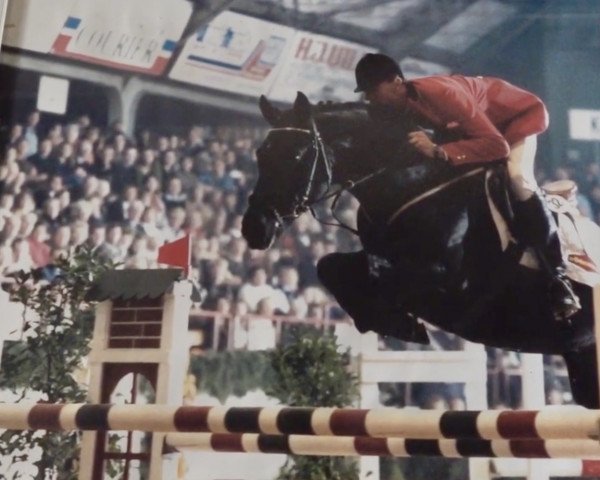 horse Sixtus (Trakehner, 1989, from Habicht)