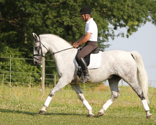 Pferd Lover Boy (Lipizzaner, 2004)