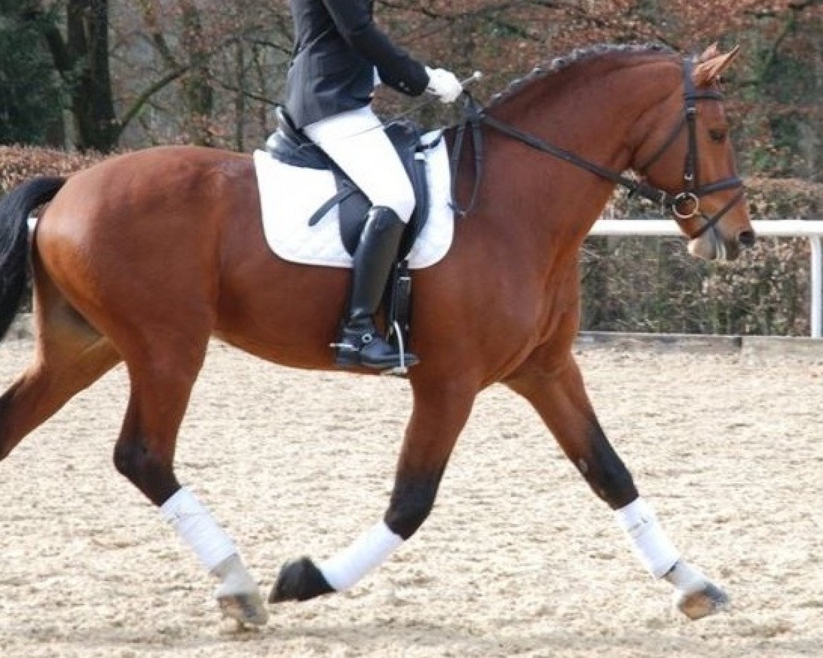 Deckhengst Nino F.W. CH (Freiberger, 2001, von Néco)