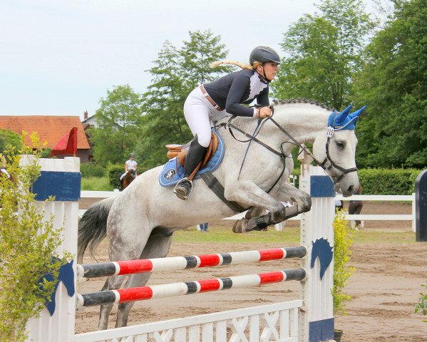 jumper Horse Gym's Coco (Bavarian, 2010, from Cassini II)
