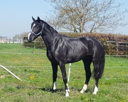 dressage horse Raskya (Oldenburg, 2016, from Skydiver 4)