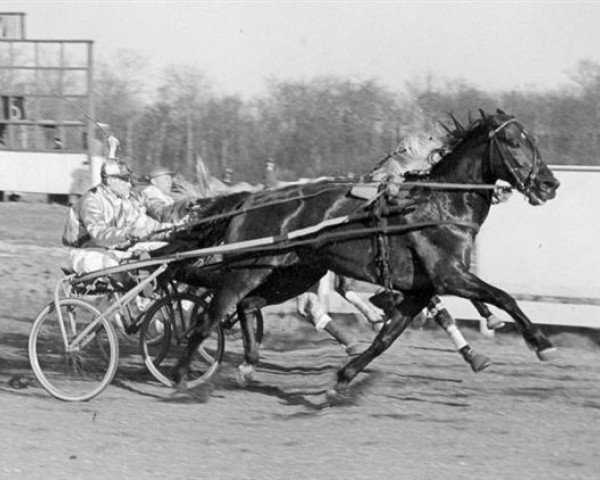 stallion Quintus Harvester (NL) (Traber, 1949, from Parisien (FR))