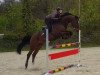 Springpferd Quaid easy (Westfale, 2014, von FRH Quaid)