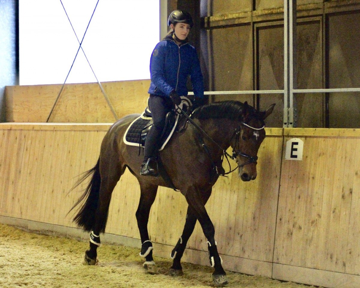jumper Deesse Frivole (Selle Français, 2013, from Magic des Mielles)
