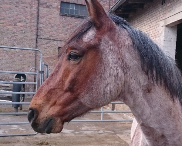 horse Sudani (Arab half breed / Partbred, 2006, from CS Shubani)