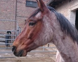 Pferd Sudani (Arabisches Halbblut / Partbred, 2006, von CS Shubani)