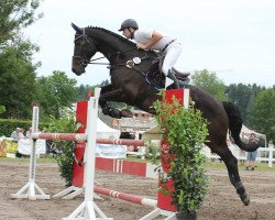 jumper Star One Del Chirone (Hanoverian, 2008, from Staron)