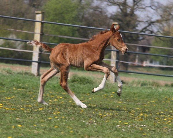 jumper Heart of Argentina by HaB Z (Zangersheide riding horse, 2019, from Heartbeat)