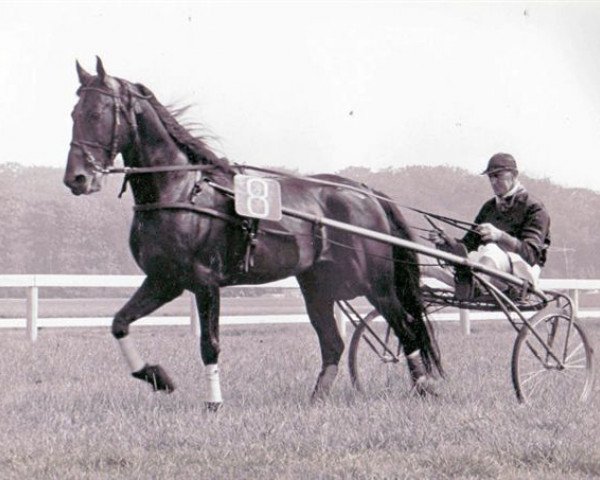 stallion Roland (NL) (Traber, 1950, from Parisien (FR))