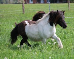 Zuchtstute Keandra v. Willem´s Hof (Shetland Pony, 2016, von Wesley van Stal van Aschberg)