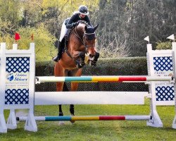 jumper Oberon van het Keizershof (Belgian Warmblood, 2014, from Vittorio)