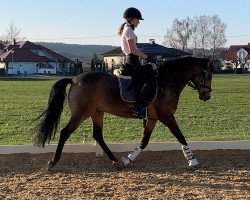 dressage horse Nemo (German Riding Pony, 2010, from Nemax)