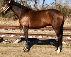 dressage horse Belissaro (Oldenburg, 2013, from Bretton Woods)