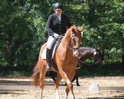 dressage horse Lloyd (Hanoverian, 2010, from Lorenzio 2)