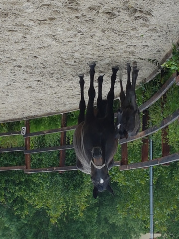 broodmare Poesie (Trakehner, 2011, from Hibiskus)