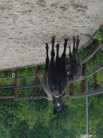 broodmare Poesie (Trakehner, 2011, from Hibiskus)