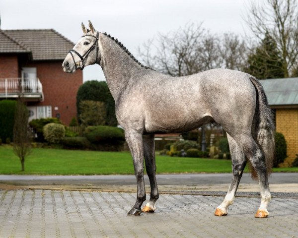 stallion Cornets Acorado (Hanoverian, 2015, from Cornet Obolensky)