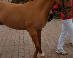 dressage horse Windlesham Ruby S (German Riding Pony, 2014, from White Light)