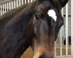 broodmare Soraya (Württemberger, 2004, from Sir Oldenburg)