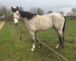 broodmare Rocca (Oldenburg, 2016, from Rocco Granata)