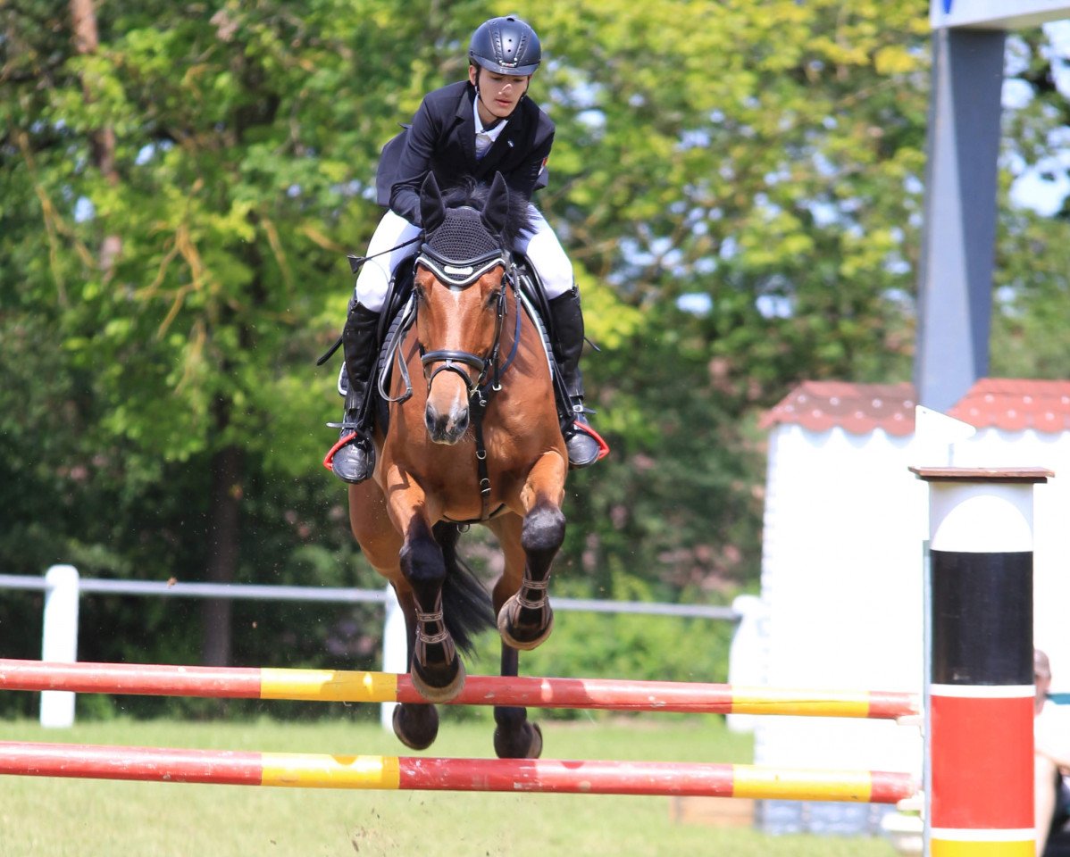 jumper Lorenz 78 (Hanoverian, 2008, from Lordanos)