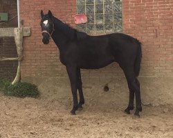 stallion Hengstanwärter (Hanoverian, 2018, from Scuderia)