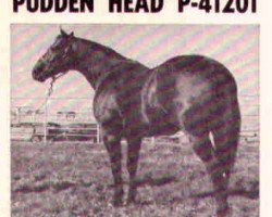 Deckhengst Pudden Head (Quarter Horse, 1951, von Little Jodie)