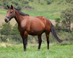 broodmare Baluna van het Appelsvoordehof (Belgian Warmblood, 2001, from Kannan)