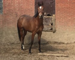 broodmare Sympathie (Hanoverian, 2016, from Scolari)