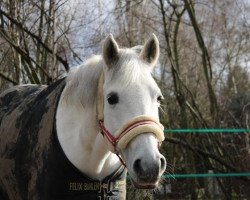 broodmare Merlins Girl (German Riding Pony, 2006, from Merlin)