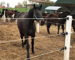 broodmare Wenke III (Holsteiner, 2006, from Carinjo)