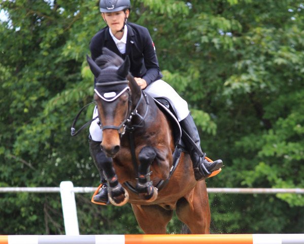 Pferd Hexter (Deutsches Reitpony, 2002, von Frederiksminde Hazy Match)