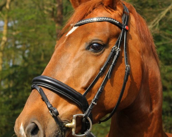 dressage horse Swoodoo (Oldenburg, 2009, from Swarovski)