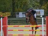 jumper Cinderella O (Oldenburg show jumper, 2013, from Cador 5)