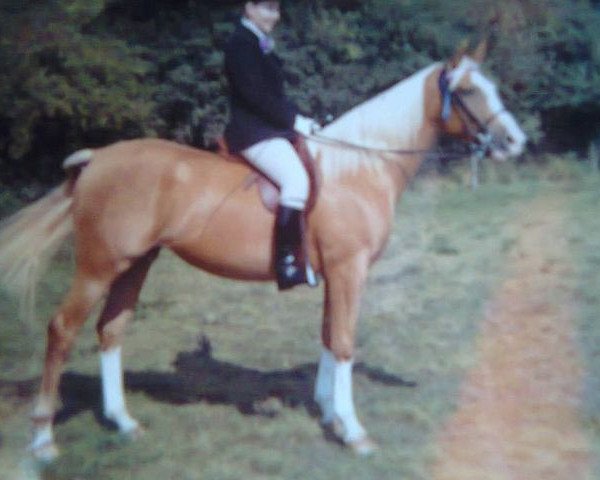 broodmare Cornish Venture (Arab half breed / Partbred, 1968, from Frogmore Irish Gold)