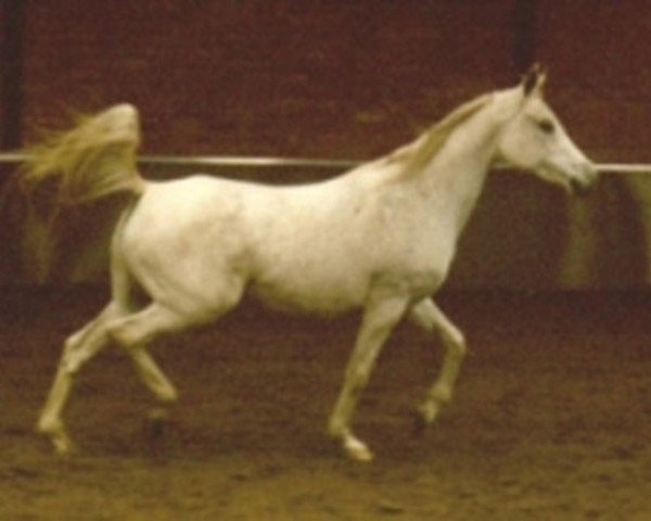 broodmare Persona ox (Arabian thoroughbred, 1973, from Naslednik 1961 ox)