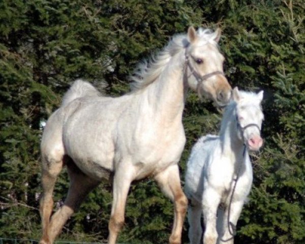 broodmare Bordesley Golden Heights (Palomino, 1994, from Eldyr ox)