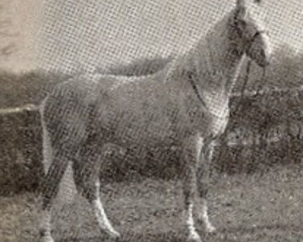stallion Ochre Golden Tan (Palomino, 1965, from Mr Sun Tan)