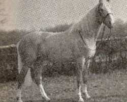 Deckhengst Ochre Golden Tan (Palomino, 1965, von Mr Sun Tan)