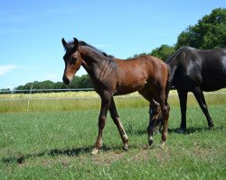 dressage horse Danny Ocean W (Westphalian, 2019, from Blue Hors Dreamline)