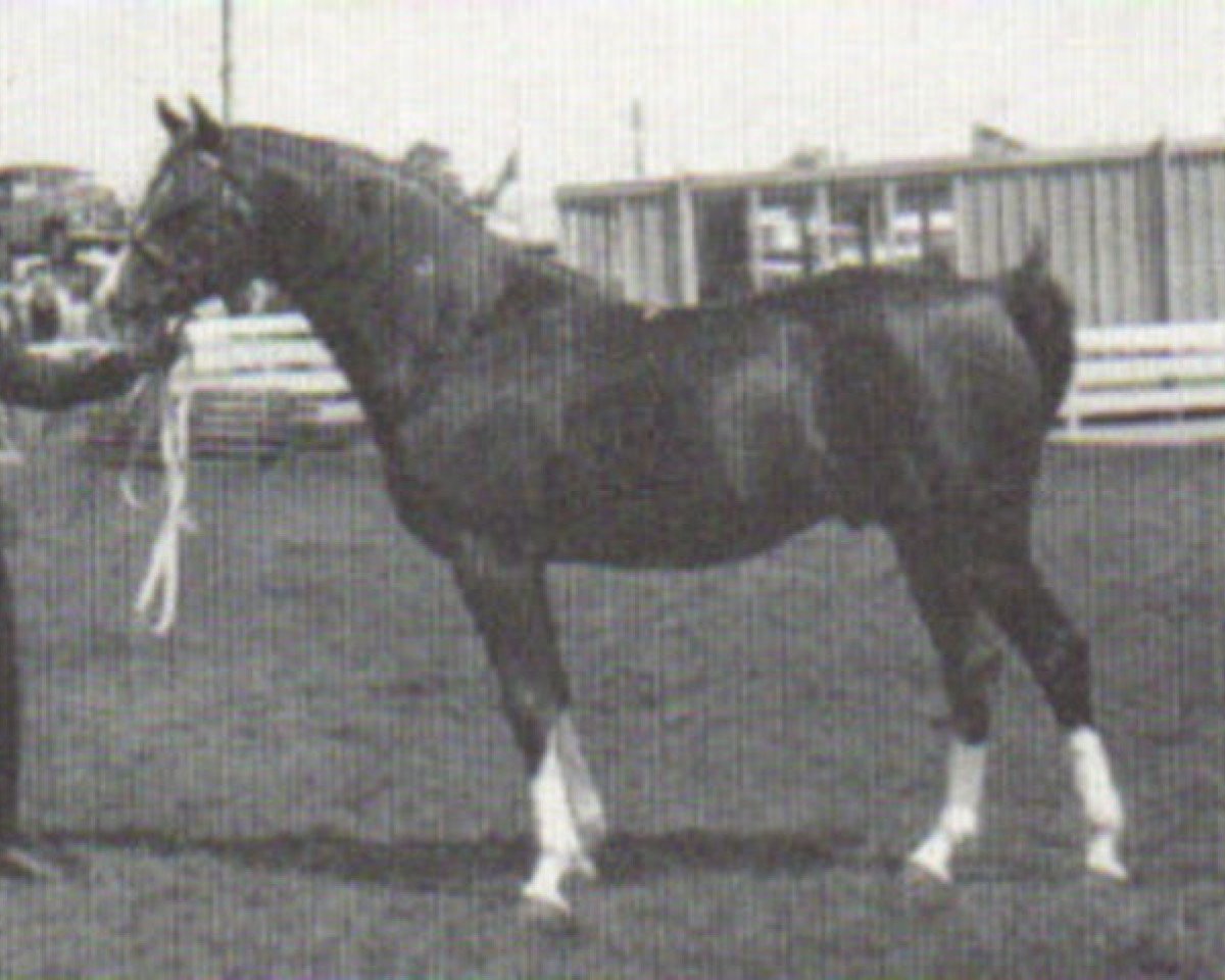 Deckhengst Magic Argosy ox (Vollblutaraber, 1967, von Argos 1957 ox)
