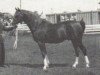 stallion Magic Argosy ox (Arabian thoroughbred, 1967, from Argos 1957 ox)