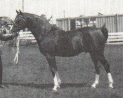 stallion Magic Argosy ox (Arabian thoroughbred, 1967, from Argos 1957 ox)